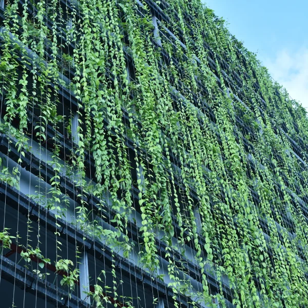 Low-angle view of a modern building facade entirely covered by long, dense strands of cascading green vines and foliage, creating a living green wall.